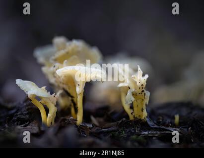 Eine Gruppe weißer Pilze auf dem Waldboden. Auckland. Stockfoto