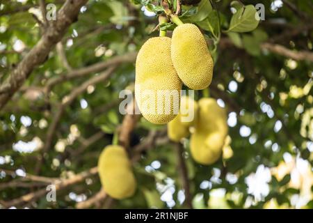 Asiatische Sommerfrüchte namens Jackfrucht wissenschaftlicher Name Artocarpus heterophyllus, Jackfrucht hängt an Jackfrucht Baum. Stockfoto