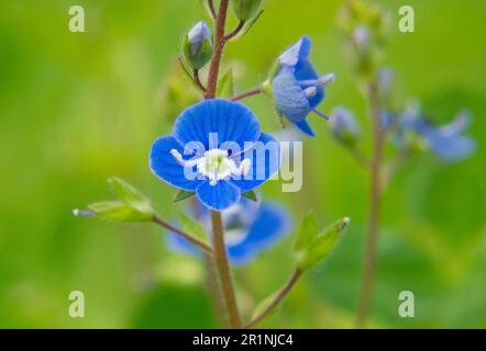 Schöne kleine, tiefblaue Blüten von Germander Speedwell Stockfoto