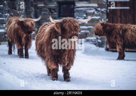 Schottisches Hochlandvieh im Schnee Stockfoto
