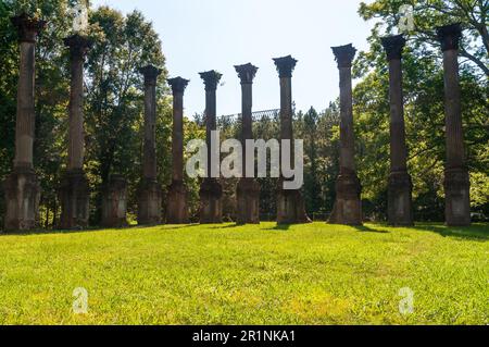 Eine ferne Reihe schlanker korinthischer Säulen steht über einen weiten sonnenbeschienenen Rasen vor einer dichten grünen Baumreihe in den Windsor Ruins, Mississippi. Stockfoto
