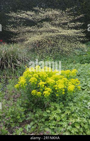 Sumpfgebiet (Euphorbia palustris) vor dem Tiefland (Cornus alternifolia Argentea), Emsland, Niedersachsen, Deutschland Stockfoto