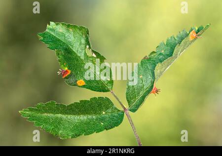 Rostpilz (Gymnosporangium cornutum) auf den Blättern der Wirtspflanze gemeinsamer europäischer Rau (Sorbus aucuparia), Valais, Schweiz Stockfoto