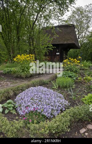 Hüttengarten mit Polsterphlox (Phlox stolonifera) und Leopardenbane (Doronicum), Bremen, Deutschland Stockfoto