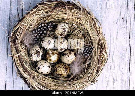 Wachteleier im dekorativen Nest mit Daunen und Federn Stockfoto