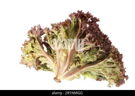 Isolierter frischer Lollo rosso (batavia Salat) Salat Stockfoto