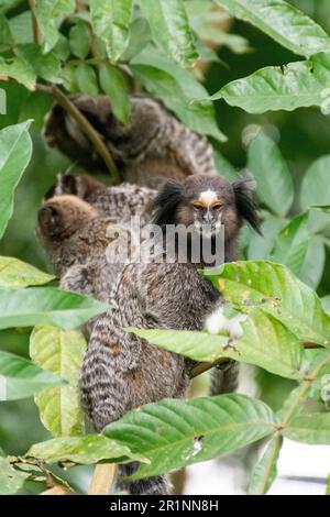 Weißnarbenohrmarmoset (kleine Affen) auf dem atlantischen Regenwaldbaum Stockfoto