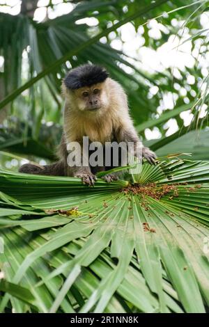Ein Kapuzineraffe über großen grünen Blättern im Tijuca-Park Stockfoto