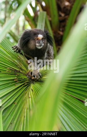 Weißes Tuftohr-Marmoset (kleiner Affe) auf atlantischem Regenwaldblatt Stockfoto