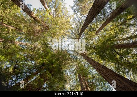 Blick von unten auf Redwood Trees in Muir Woods, Kalifornien Stockfoto