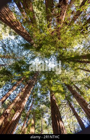 Blick von unten auf Redwood Trees in Muir Woods, Kalifornien Stockfoto