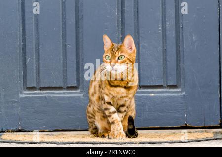 Wunderschöne bengalische Katze, die an der blau gefärbten Eingangstür sitzt. Dick gepunktetes Fell. Kleine Ohren, keilförmiger Kopf, gepflegte Pfoten und sportliche Konturen. Stockfoto