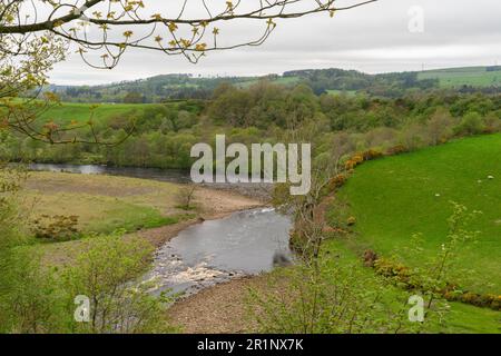 Der Fluss South Tyne in der Nähe von Haltwhistle in Northumberland Stockfoto