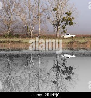 Winterlandschaft. Eine Reihe blattloser Bäume. Große Mistelkugeln wachsen auf Zweigen. Ein weißer Pickup fährt auf einer Rennstrecke. Misty Morn Stockfoto