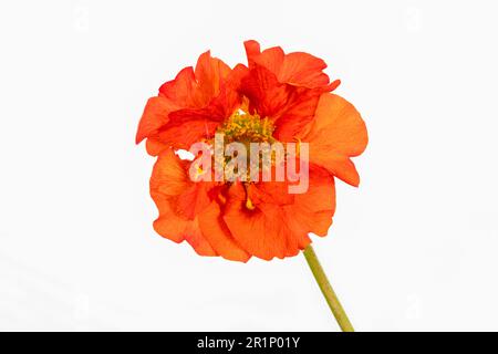 Wunderschöne rote Geum-Blume, fotografiert vor weißem Hintergrund Stockfoto