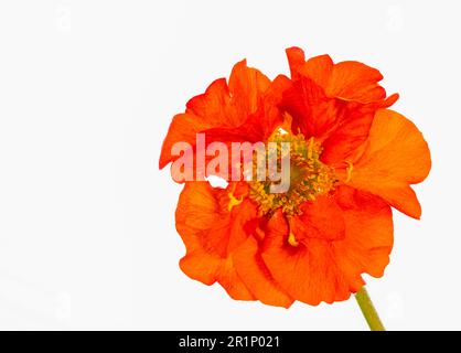 Wunderschöne rote Geum-Blume, fotografiert vor weißem Hintergrund Stockfoto