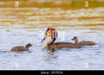 Ein eleganter Great Crested Grebe, (Podiceps cristatus), mit zwei Küken, an einem See in Fleetwood, Blackpool, Lancashire, Großbritannien Stockfoto