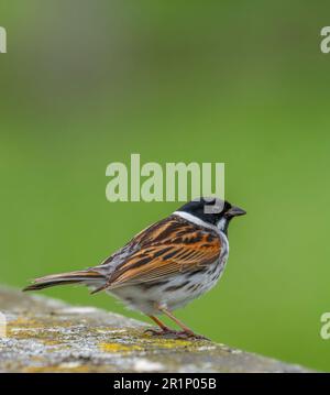 Ein männlicher Reed Bunting (Emberiza schoeniclus) vor einem Hintergrund von unscharfem Laub in Fleetwood, Lancashire, Großbritannien Stockfoto