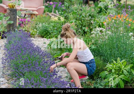 Farbenfroher Garten mit violetter Lavendelblume und Kind mit Schere, die sie schneidet Stockfoto