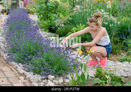 Farbenfroher Garten mit violetter Lavendelblume und Kind mit Schere, die sie schneidet Stockfoto