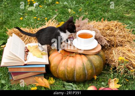 Niedliches Kätzchen in der Nähe einer Tasse Tee auf grünem Gras draußen. Herbstsaison Stockfoto