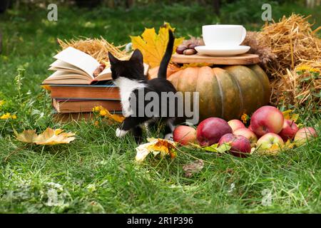 Niedliches Kätzchen, Bücher, Kürbis und eine Tasse Tee auf grünem Gras im Freien. Herbstsaison Stockfoto