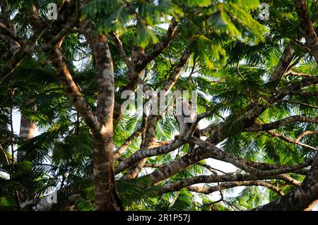 Junger amerikanischer Harpyie-Adler (Harpia harpyja), der auf einem Ast hoch oben in einem Baum sitzt, Alta Floresta, Mato Grosso, Brasilien Stockfoto