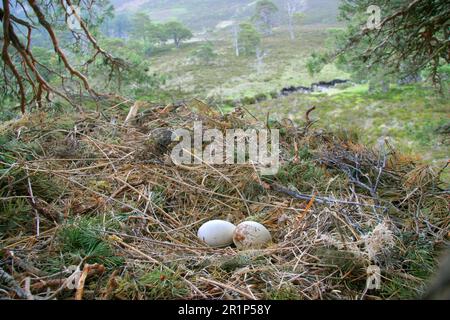 Goldadler (Aquila chrysaetos) zwei Eier, Nest in Kiefer, im Lebensraum des Caledonian Forest, Cairngorms N. P. Highlands, Schottland, Vereinigtes Königreich Stockfoto