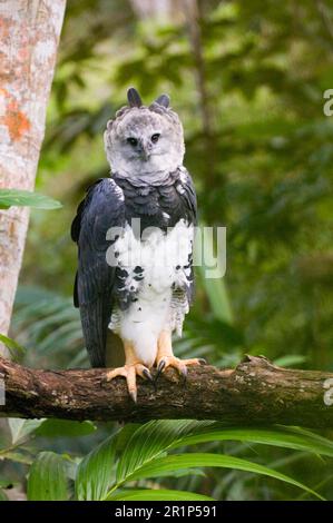 Amerikanischer Harpyie-Adler (Harpia harpyja), Erwachsener, sitzt auf einem Ast, Wiedereinführungsprogramm, Panama Stockfoto