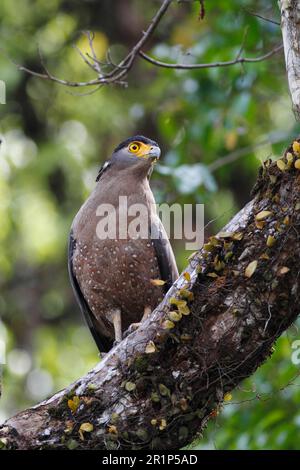 Schlangenadler (Spilornis cheela pallidus), ausgewachsen, hoch oben auf einem Ast im Wald, Kinabatangan River, Sabah, Borneo, Malaysia Stockfoto