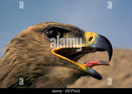 Steppeadler (Aquila rapax nipalensis) Nahaufnahme des Kopfes mit Zunge Stockfoto