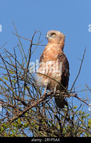 Schlangenadler (Circaetus pectoralis), Adler, Raubvögel, Tiere, Vögel, Schwarzer Schlangenadler, Jugendlicher, hoch oben im Baum, Masai Stockfoto