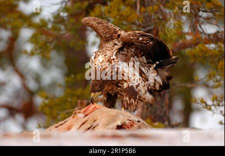 Weißschwanzadler (Haliaetus albicilla), jugendliche Fütterung eines Tierkörpers, Finnland Stockfoto
