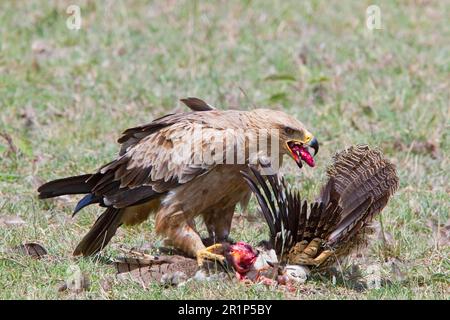 Afrikanischer Tawny Eagle (Aquila rapax) unreif, ernähren sich von Trastard-Tötung, Kenia Stockfoto