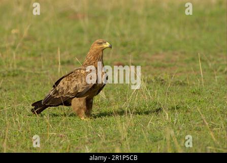 Afrikanischer Tawny Eagle (Aquila rapax), Erwachsener, auf dem Boden stehend, Masai Mara, Kenia Stockfoto