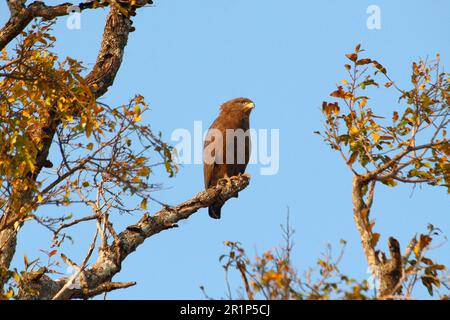 Westlicher Schlangenadler (Circaetus cinerascens), Erwachsener, hoch oben im Baum, Süd-Luangwa N. P. Sambia Stockfoto