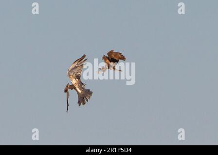 Kurzzehenadler (Circaetus gallicus), Jungfische und Steppenbussard (Buteo buteo), Erwachsener, im Flug, Sparring, Nordspanien Stockfoto