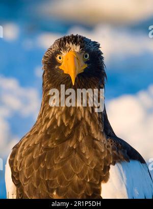 Erwachsener steller-Seeadler (Haliaeetus pelagicus), Nahaufnahme des Kopfes, auf Seeis stehend, Nemuro-Kanal, Hokkaido, Japan, Winter Stockfoto