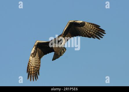 Martial Eagle (Polemaetus bellicosus), Erwachsener, im Flug, Jagd über Wasserloch, Etosha N. P. Kunene, Namibia Stockfoto