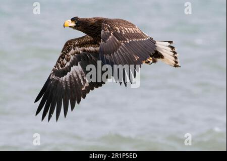 Steller-Seeadler (Haliaeetus pelagicus), unreif, im Flug, Halbinsel Shiretoko, Hokkaido, Japan, Im Winter Stockfoto