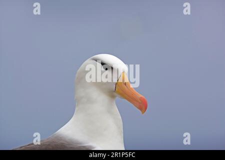 Schwarzbraun-Albatros (Diomedea melanophoris), Nahaufnahme des Kopfes, Südgeorgien Stockfoto