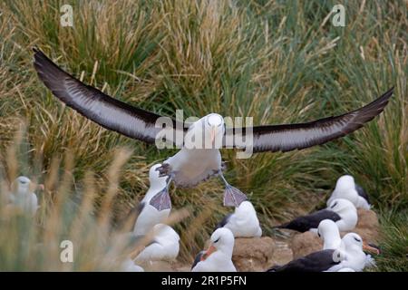 Erwachsener schwarzbrauner Albatros (Diomedea melanophoris), auf der Flucht, auf dem Weg zur Landung, Südgeorgien Stockfoto