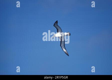 Bullers Albatros (Diomedea bulleri) im Flug Stockfoto