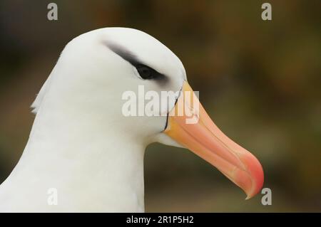 Schwarzbraun-Albatros (Thalassarche melanophrys), Nahaufnahme von Head, New Island, Falklandinseln Stockfoto