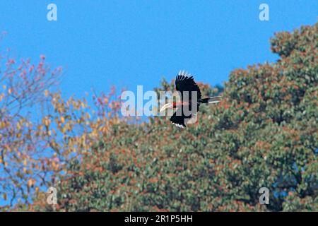 Rufous-Nacken-Hornbill (Aceros nipalensis), männlich, im Flug, Eaglenest Wildlife Sanctuary, Arunachal Pradesh, Indien Stockfoto