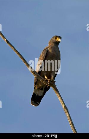 Schlangenadler (Spilornis cheela spilogaster), Raubvögel, Tiere, Vögel, Schlangenadler, Erwachsene, Sri Lanka Stockfoto