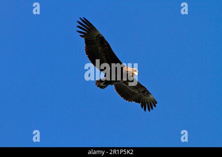 Unreifer Bateleur-Adler im Flug, Botswana, Südafrika Stockfoto
