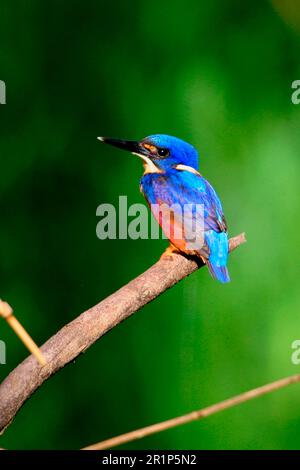 Azurblauer Königsfisher (Alcedo azurea), Hochbarsch, heller Sonnenschein am frühen Morgen, Südost-Queensland, Australien Stockfoto