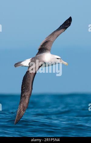 Neuseeländischer Albatross (Thalassarche steadi) Erwachsener, im Flug, tief über dem Meer, Kaikoura, Neuseeland Stockfoto