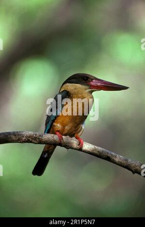 Herbstschnabelfischer (Pelargopsis capensis) Herbstschnabelfischer, Kingfisher, Kingfishers, Tiere, Vögel, Braunköpfiger Storkbilled Kingfisher Stockfoto